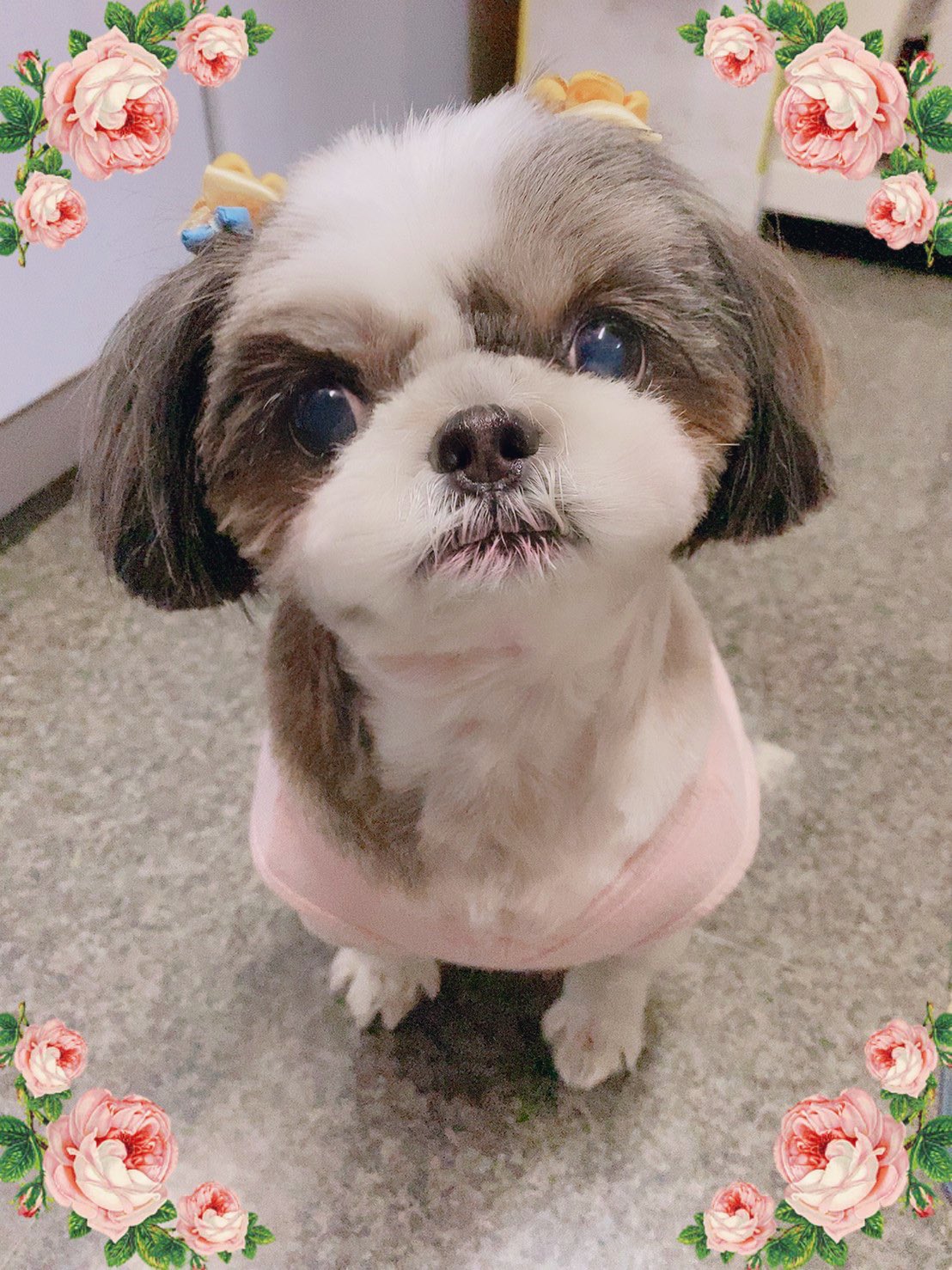 シーズー Coco Coco Twitter