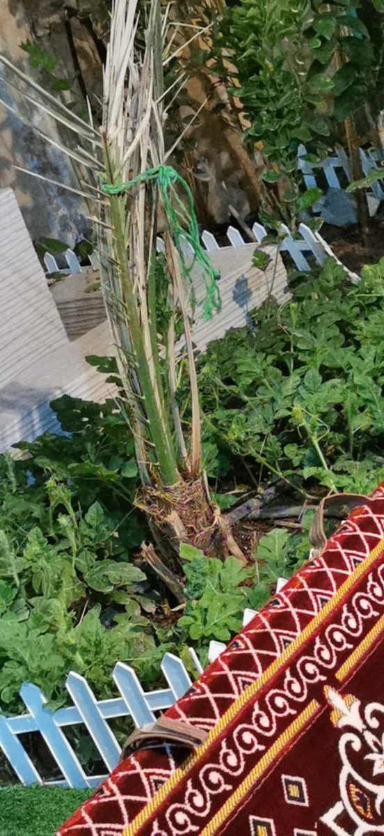 lto_of's tweet photo. @Home_planting @Jiad_Ariyadh جح 👍😍 https://t.co/OvI7Wc3mJ2