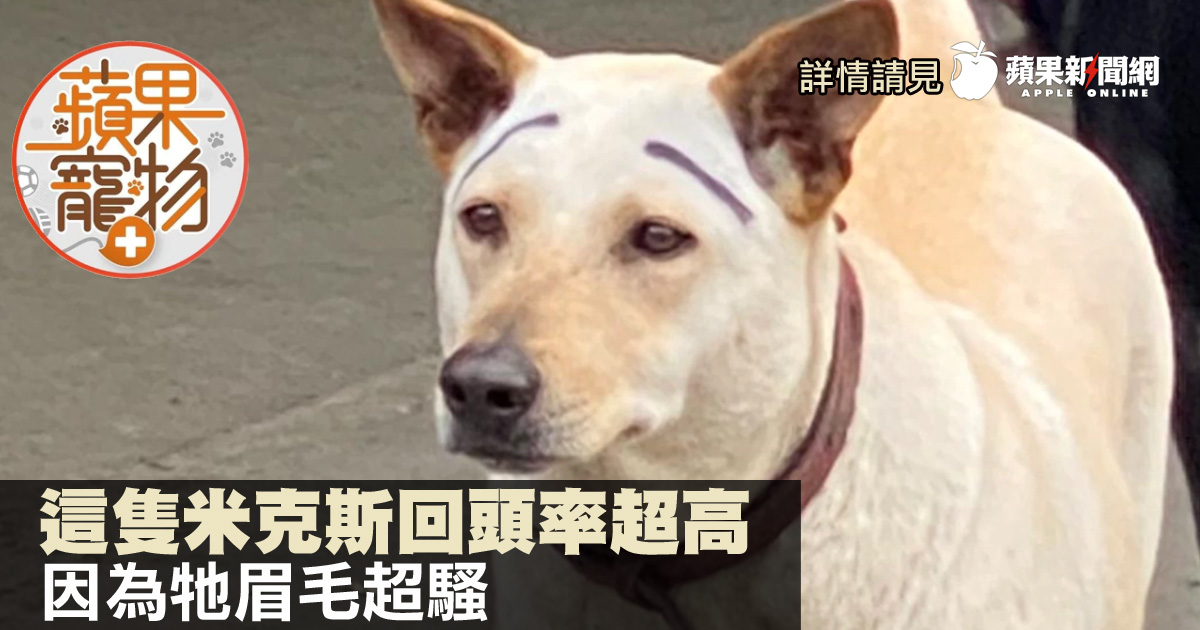 動物蘋台 Twitter Search