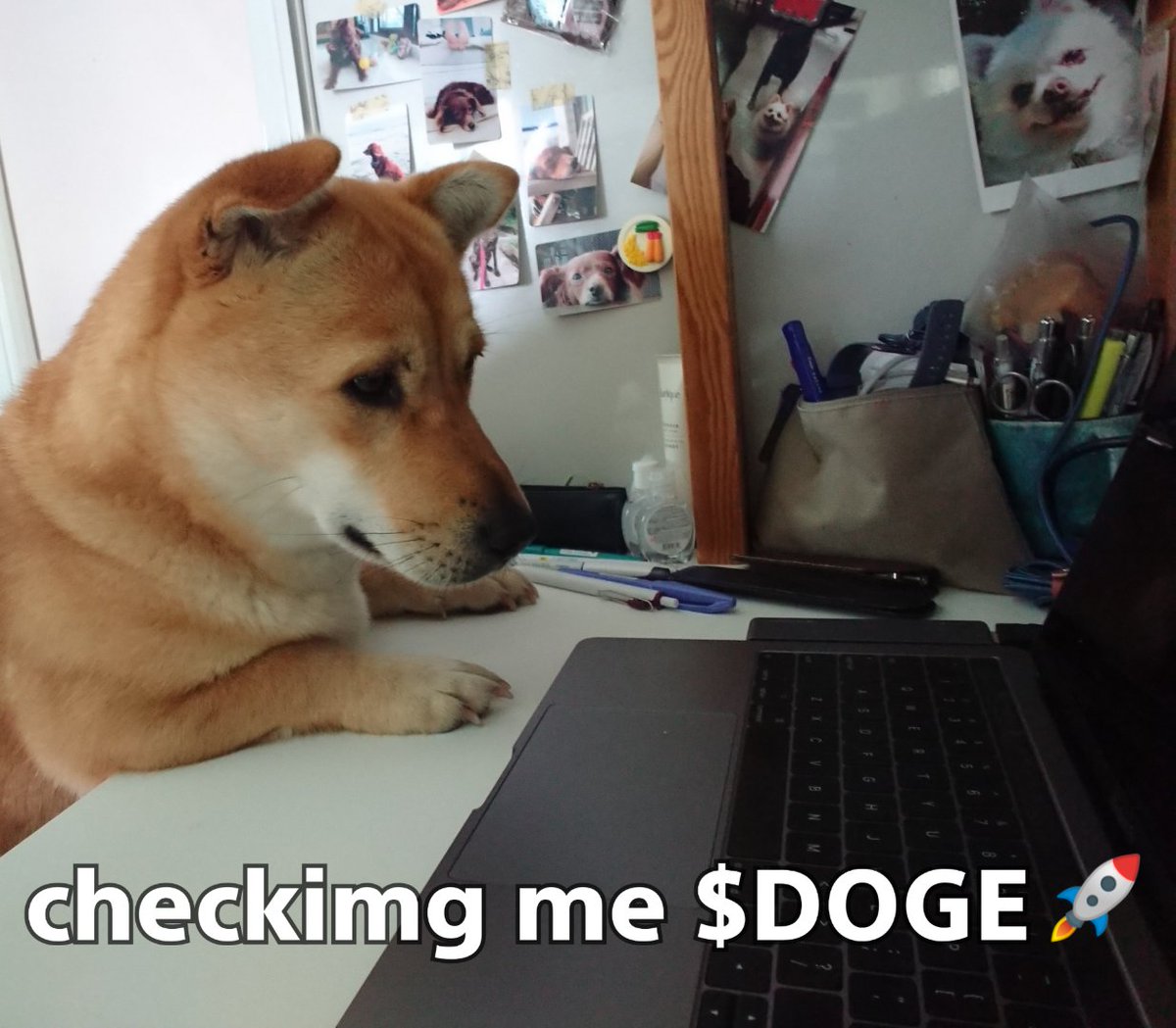 fayedorcas's tweet photo. Shibe being Shibe
$DOGE #doge #dogecoin
#Dogecoins #DogecoinToTheMoon #Dogecoinarmy #DogecoinRise #muchwow #suchscience @BillyM2k @DogecoinMemes @dogecoin https://t.co/6T4HBhvROu