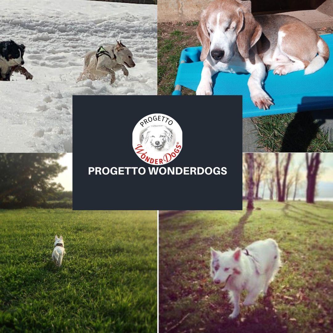 ProgettoWD's tweet image. instagram.com/stories/proget…