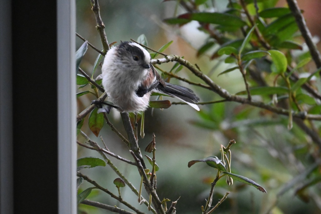 Manfred Bochmann tweet media
