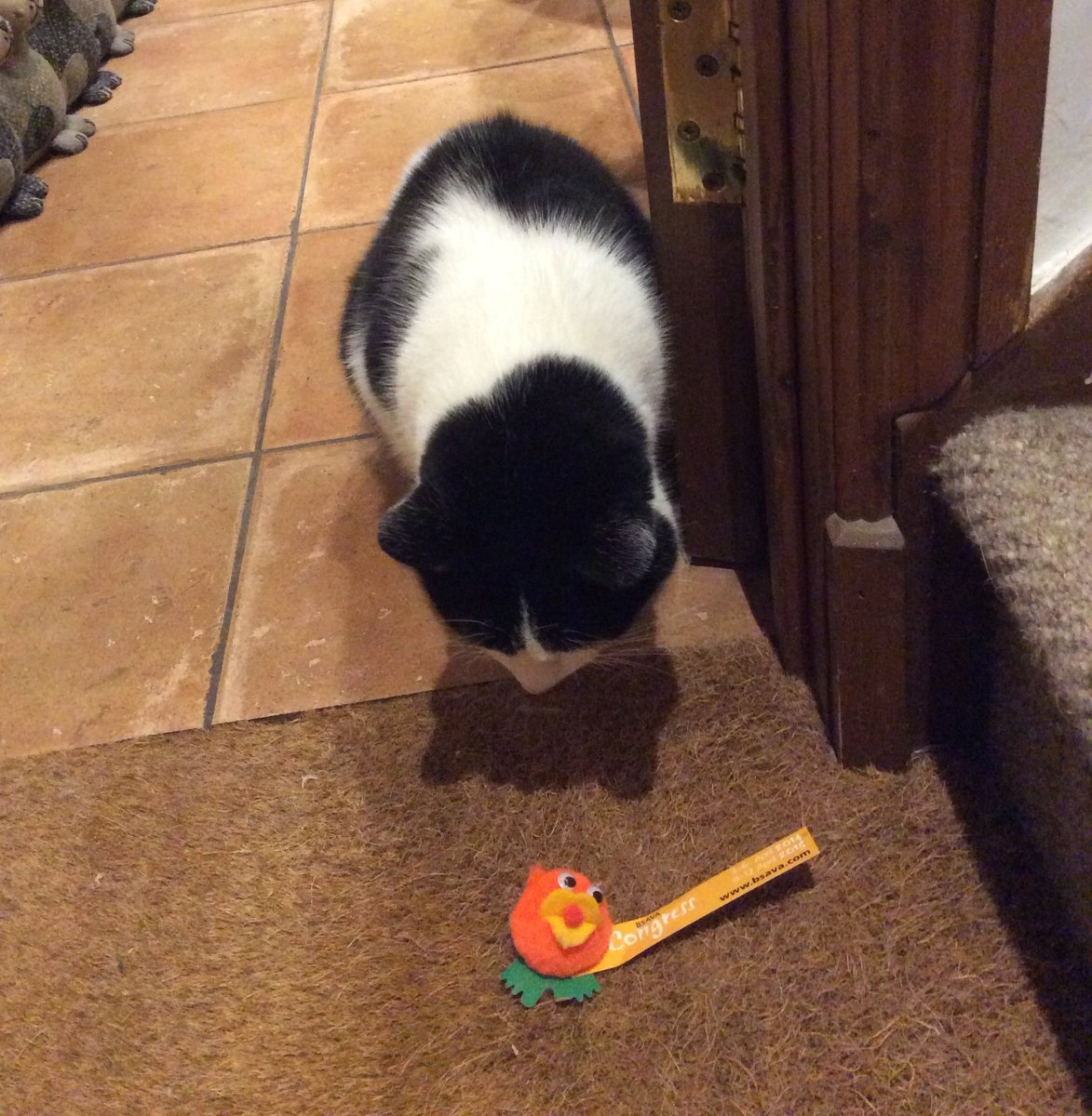 Paulathevet's tweet photo. Hello ⁦@BSAVACONGRESS⁩ , my photo from 4y ago today came upas a memory. Does a virtual congress still supply cat toys 🤣? https://t.co/AUmiV0OFSv