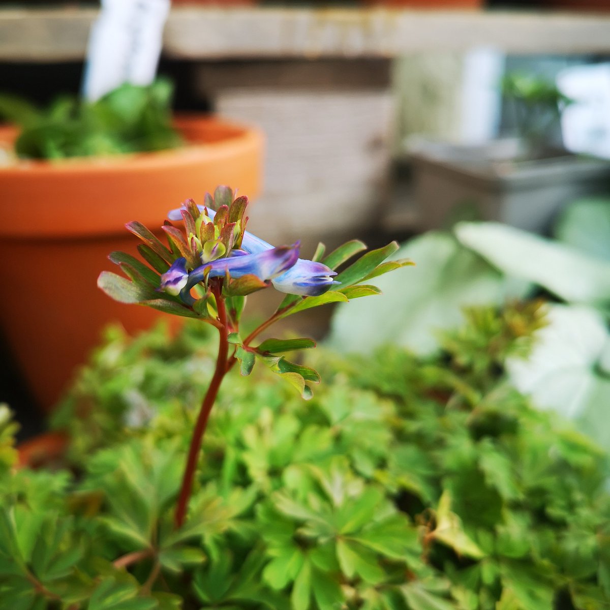 Mark Matthews tweet media