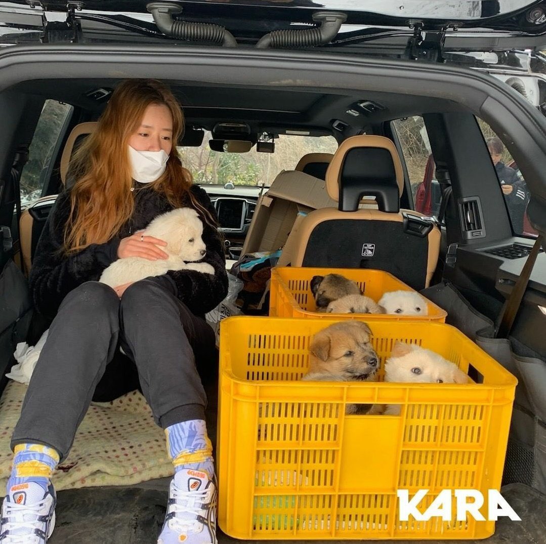 biastal's tweet photo. bomi volunteered at an animal shelter and helped find families to 7 puppies... the owner of the shelter said they’re thankful they met such good people... bomi helped pay for surgery for the mother of the puppies and agreed to visit them for the rest of their lives 🥺 https://t.co/mmcVBuwfCL
