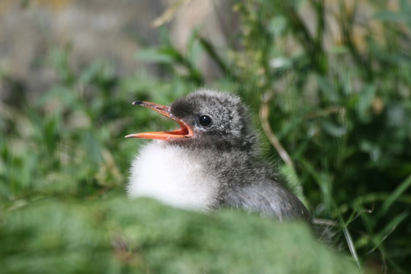 Today we continue our Isle of May seabird series with a closer look at the Arctic Ter, the head pecker of the island. Check it out: isleofmannr.wordpress.com
