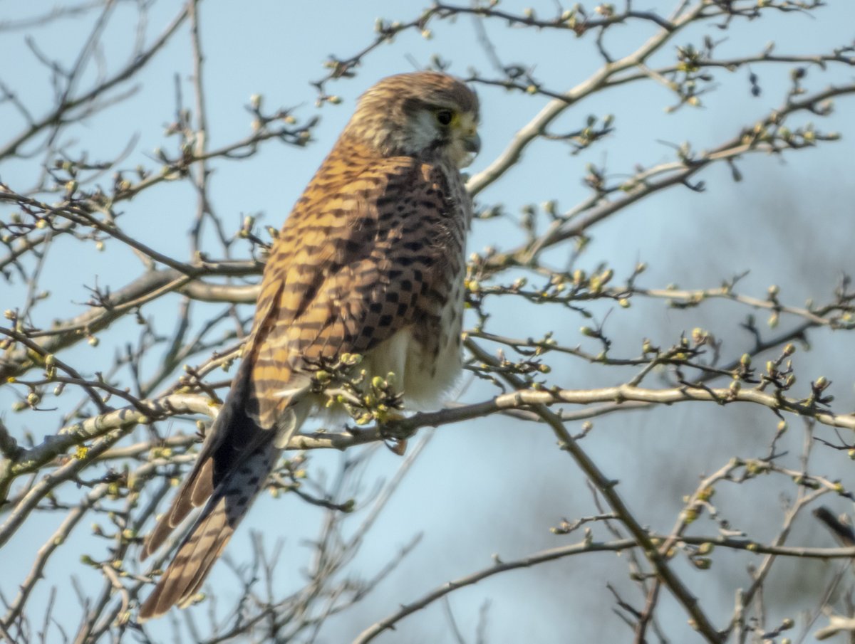TedDavisHanwell's tweet photo. Kestrel at WF yesterday.
#WarrenFarmNR https://t.co/Xt3d3aWD89