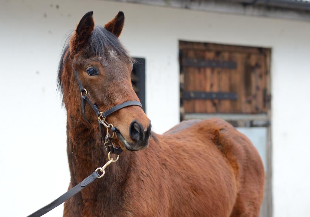 CompasStallions's tweet photo. An example of some of the stunning #SmoothDaddy weanlings for sale @Goffs1866 tomorrow. It’s no surprise lots of ladies are booking back into him #SmoothDating #CompasStallions https://t.co/iCklEUFYcx