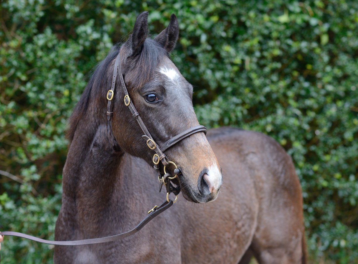 CompasStallions's tweet photo. An example of some of the stunning #SmoothDaddy weanlings for sale @Goffs1866 tomorrow. It’s no surprise lots of ladies are booking back into him #SmoothDating #CompasStallions https://t.co/iCklEUFYcx
