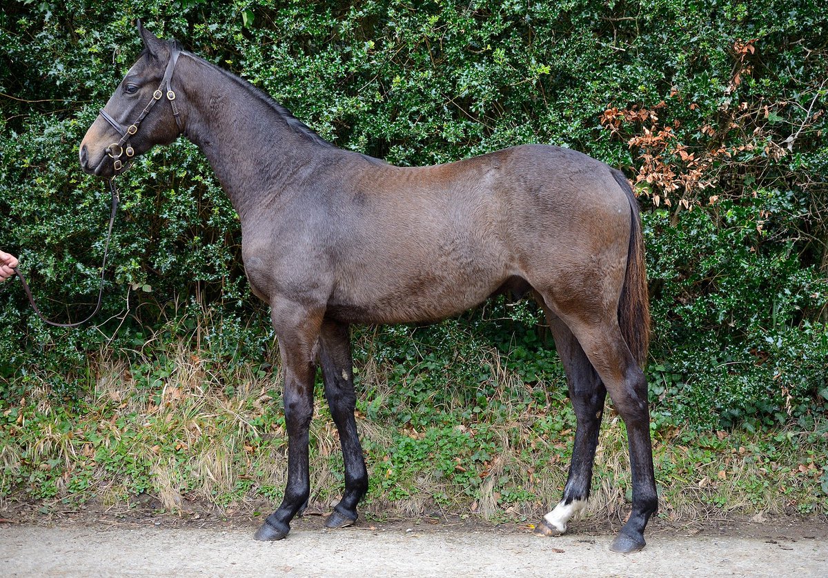 CompasStallions's tweet photo. An example of some of the stunning #SmoothDaddy weanlings for sale @Goffs1866 tomorrow. It’s no surprise lots of ladies are booking back into him #SmoothDating #CompasStallions https://t.co/iCklEUFYcx