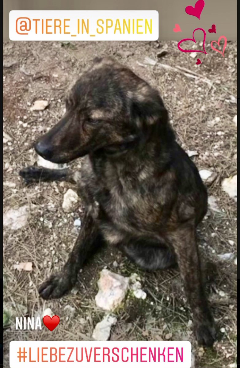 tiere-in-spanien.de/nina/ 
#adoptdontshop #zuhausegesucht #tierschutz #tierschutzhund #tierschutzhunde #spanien🇪🇸 #tiereinspanienev #hundeliebe #hundeblick #dog #tierheimhund #hundehilfe #hund #Adoption #beste #SweetHome #fürimmerzuhause #adoptme #DogLover #dogsoftwitter #love ❤️😞