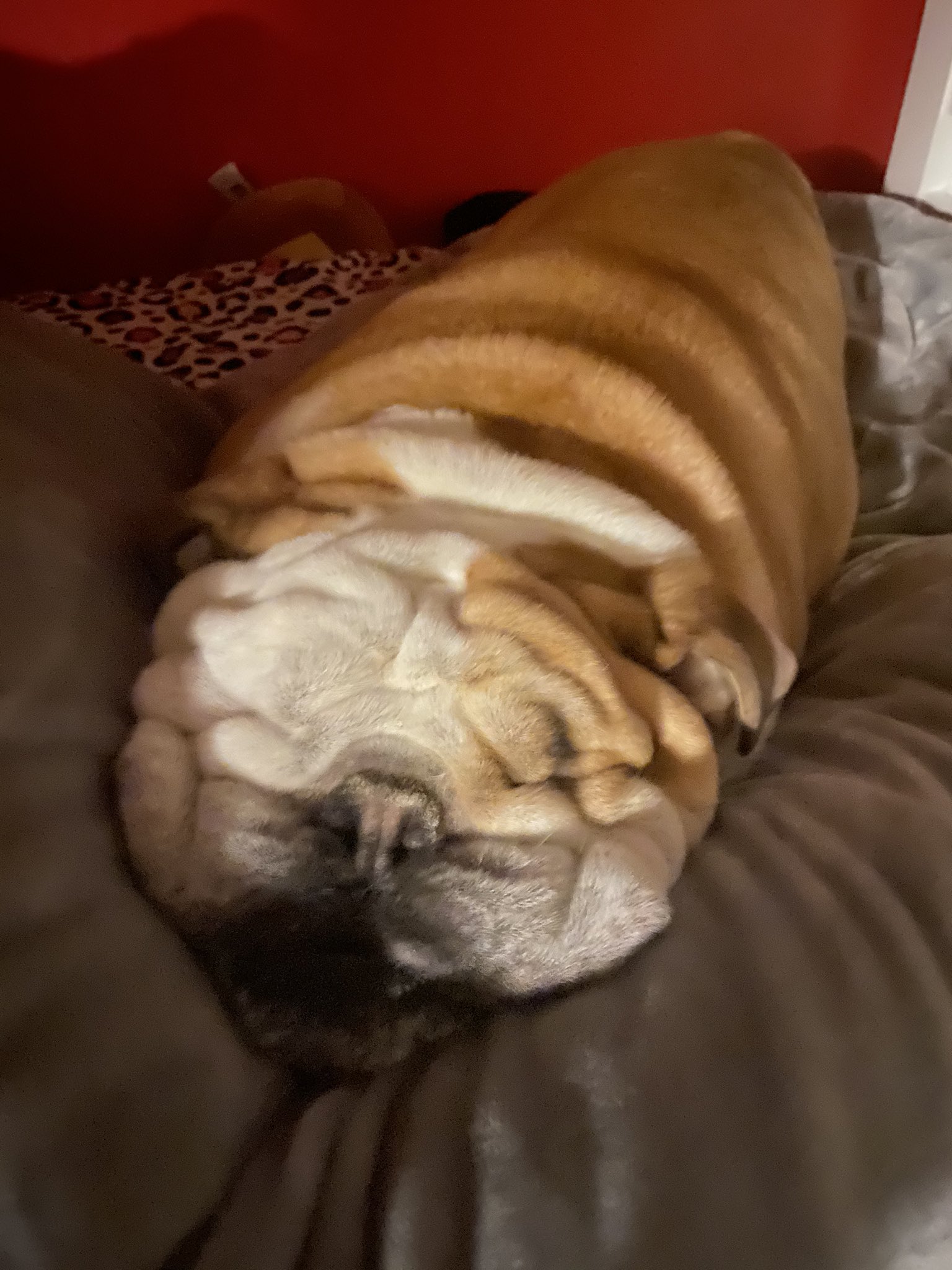 Squishy hotsell face dog