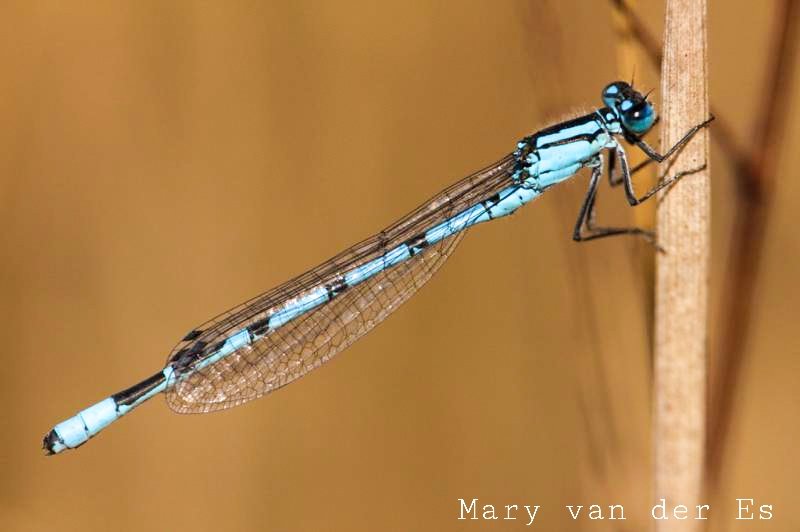 Mary van der Es tweet media