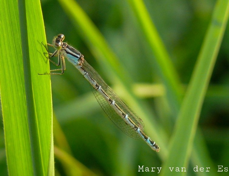 Mary van der Es tweet media