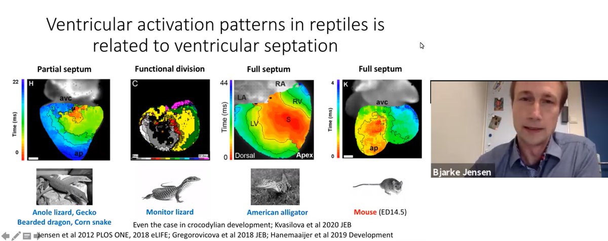 LSoattin's tweet photo. Many thanks to @BjarkeJensen4 for your fantastic #TARM talk on evelutionary adaptations to high heart rate @DCVS_UoM @Dr_GwilymMorris @karansaraf87 @MappingLab_EP @salj42 
#evolution #mammals #reptiles #EPforum #ECG #Heart #conduction_system https://t.co/Uxo4WR9di9