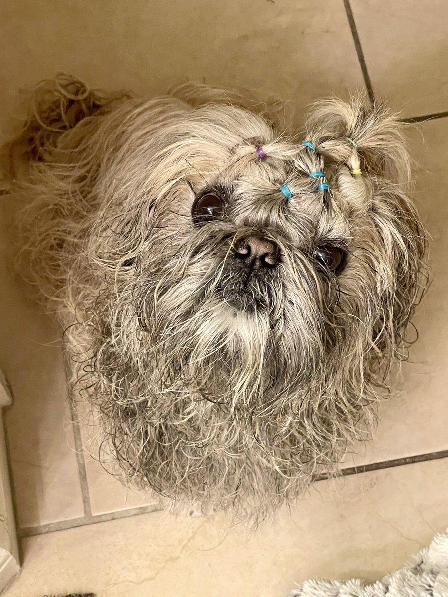 iankint's tweet photo. #dogs #dogsofinstagram  #dogstagram #puppy #instadog #doglover #dogoftheday #doglovers #pets #doglife #love #puppylove #pet #pup #cute #dogsofinsta #puppiesofinstagram #instagram #doggo #petsofinstagram #ilovemydog #dogslife  #animals #petstagram #doglove #adoptdontshop #bhfyp https://t.co/6XKYiDVdir
