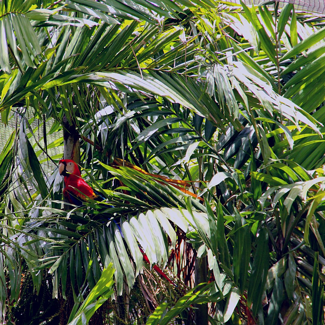 ZoodeMartinique's tweet photo. A l'ombre des palmiers les perroquets du zoo vous souhaitent une belle journée ! 🐦☀️

#martinique #nature #perroquet #ara https://t.co/jYibUDnlOS
