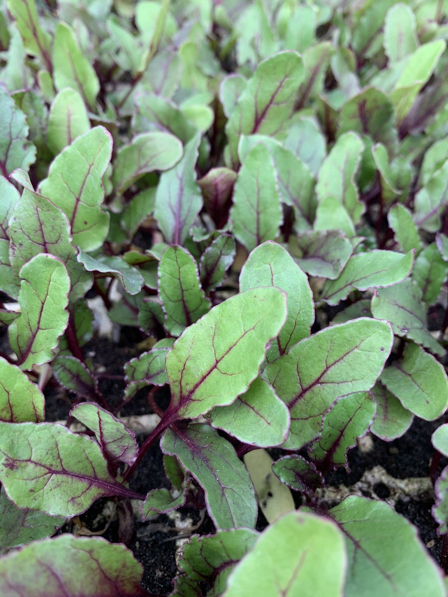 Food is beautiful 💚 

With on going support from <a href="/SouthSouthNorth/">SouthSouthNorth</a> we able to facilitate and take our townshipfarmers to permaculture workshops with local organisations collaborations are key in food security &amp; greening of our Townships 

Watch this Space 🌱💚
#food #organic