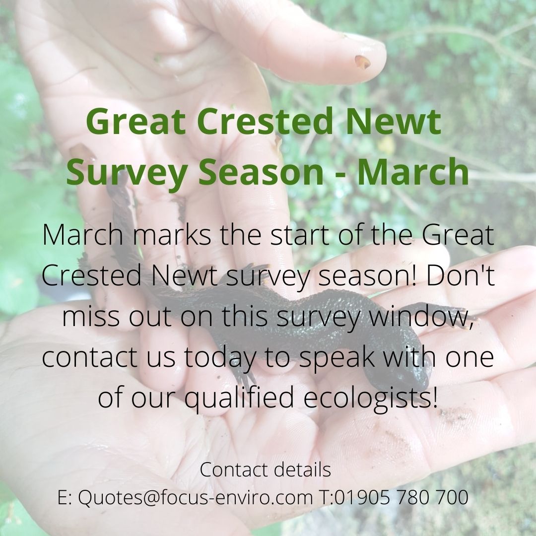 Don't miss out on Great Crested Newt Survey Season, this is just one of many surveys we carry out during this time! Should you have any questions please do not hesitate to call us😀 #WorcestershireHour #surveyseason
#greatcrestednewt