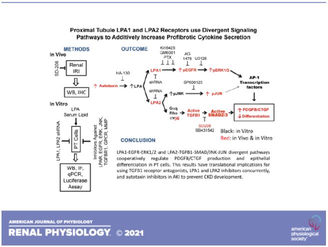 AJPRenal's tweet photo. #FreeArticleOfTheWeek: "Proximal tubule #LPA1 and #LPA2 receptors use divergent signaling pathways to additively increase profibrotic cytokine secretion" By: Hui Geng, et al.
https://t.co/2KdhZwwYGJ
#AJPRenal #AcuteKidneyInjury #Fibrosis @UTHealthSA https://t.co/ETjuXxfIB0