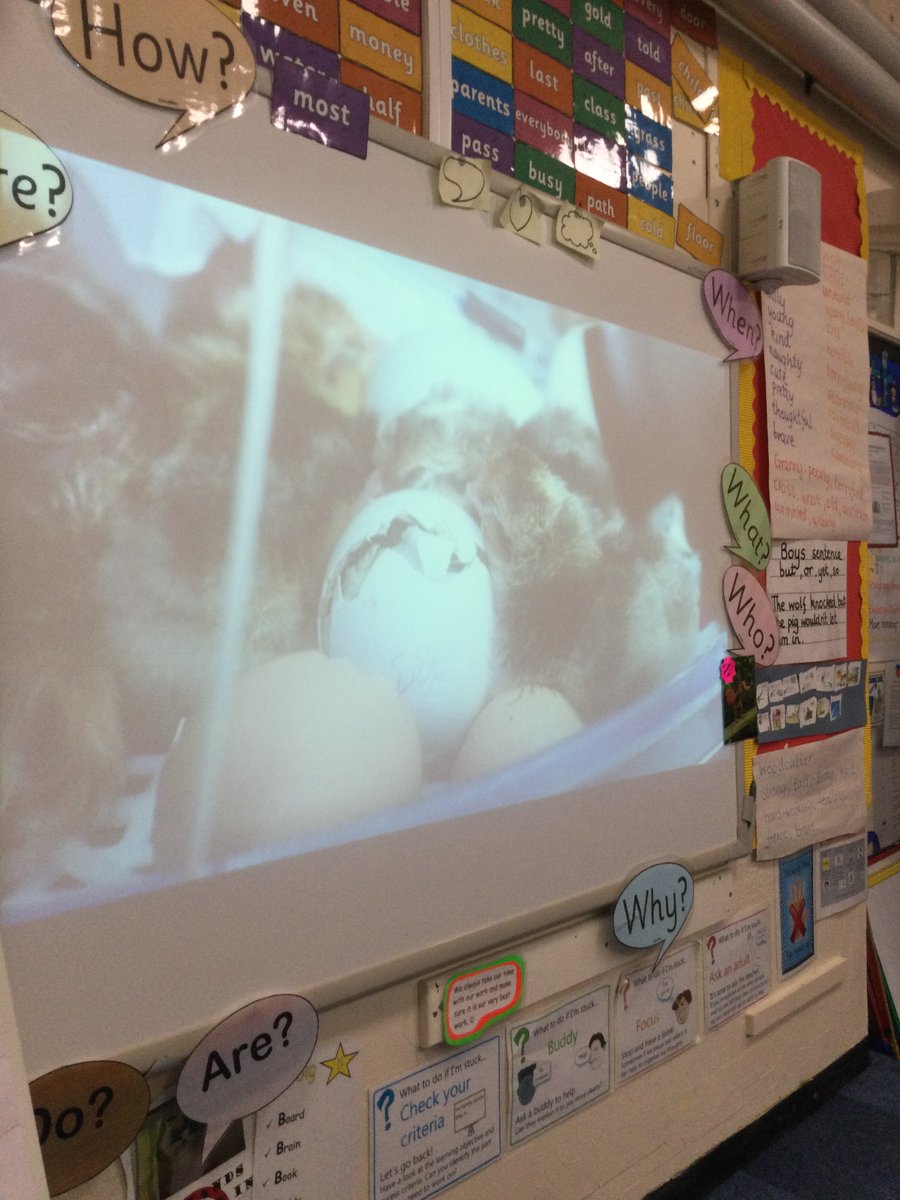 EllisonPrimary's tweet image. Year 2 had an amazing Science lesson with #SciencefarmLIVE where we got to see an actual egg hatch during their Live lesson. We found out answers to our BIG questions and discussed the question &apos;What came first, the chicken or the egg?&apos; #ScienceWeek2021 #EllisonScience
