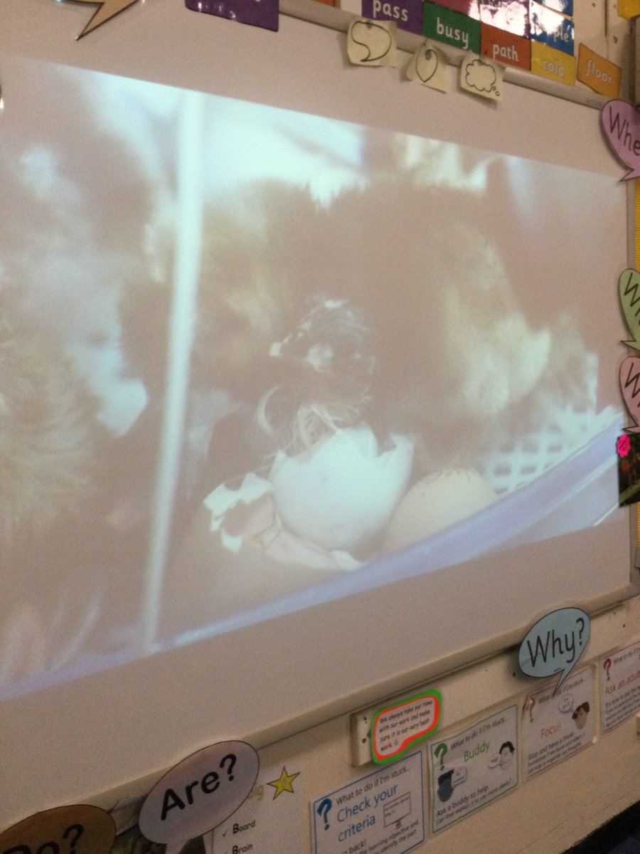 EllisonPrimary's tweet image. Year 2 had an amazing Science lesson with #SciencefarmLIVE where we got to see an actual egg hatch during their Live lesson. We found out answers to our BIG questions and discussed the question &apos;What came first, the chicken or the egg?&apos; #ScienceWeek2021 #EllisonScience