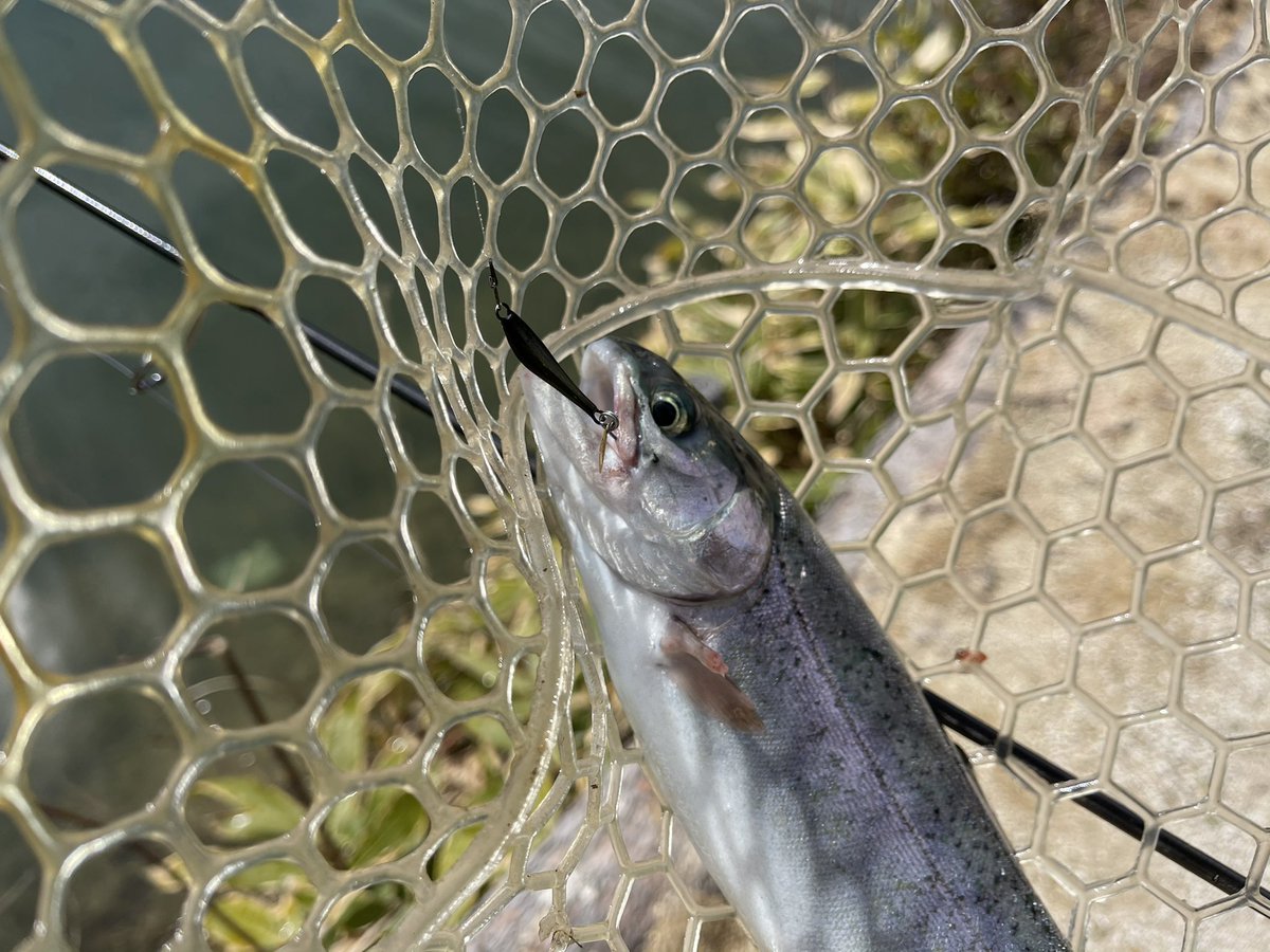 先日また菅釣りへ。
NAZZOジグを使用すると釣れるしめちゃ追いかけてくるしビックリでした。

#菅釣り　#フィッシングレイクたかみや　
#NAZZOジグ