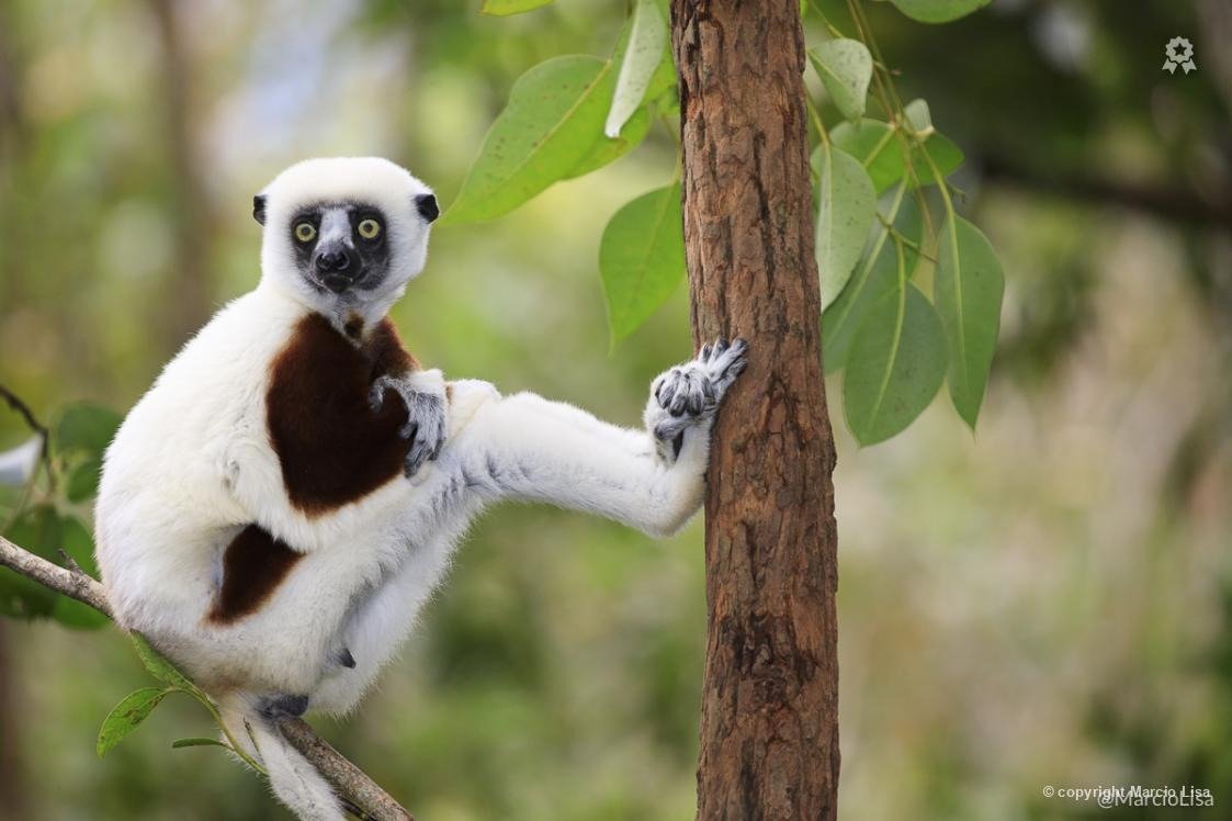 Biofaces tweet media