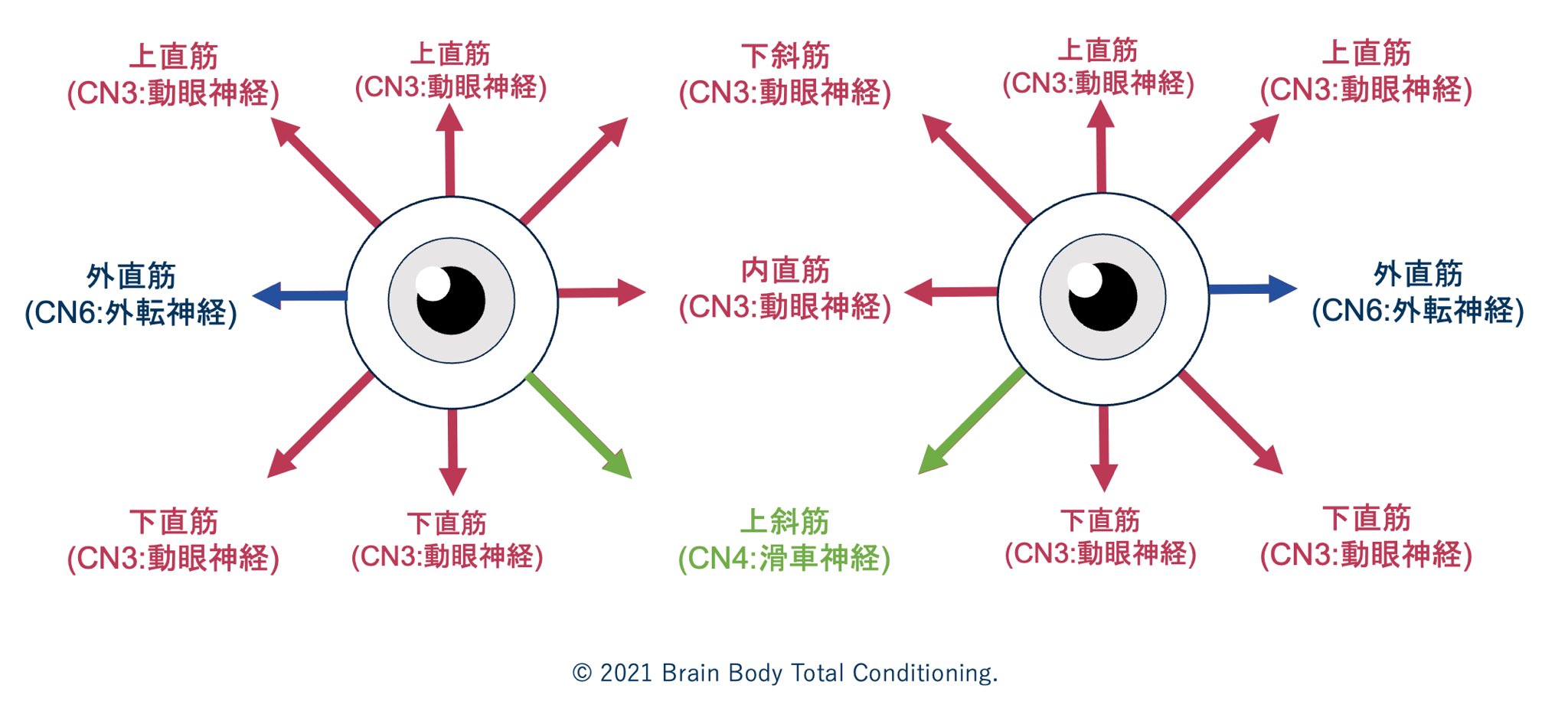 神経眼科をやさしく理解するための 視覚と眼球運動のすべて