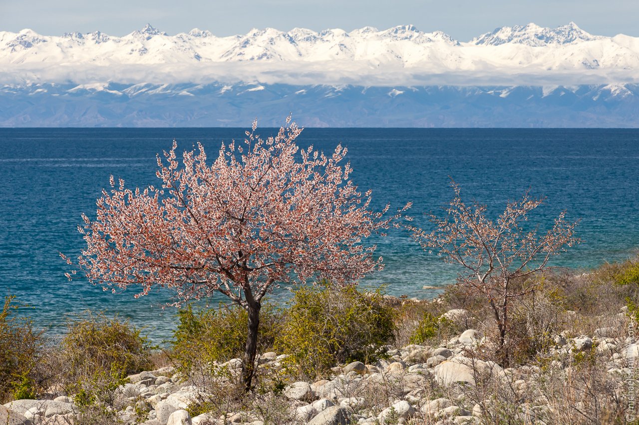 Иссык Куль Киргизская Весна