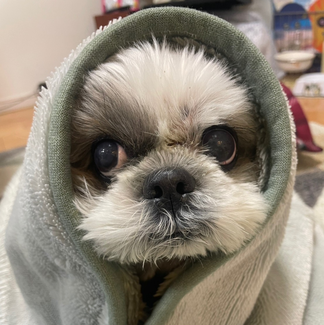 にくきゅうカフェ どーもウニです なんと僕は明日お誕生日なんだワン 1が2つでワンワン歳だよー お店で皿洗い ペロペロ してるから遊びに来てワン 小金井公園 ドッグカフェ にくきゅうカフェ 西東京市 田無 看板犬 シーズー シーズーlove