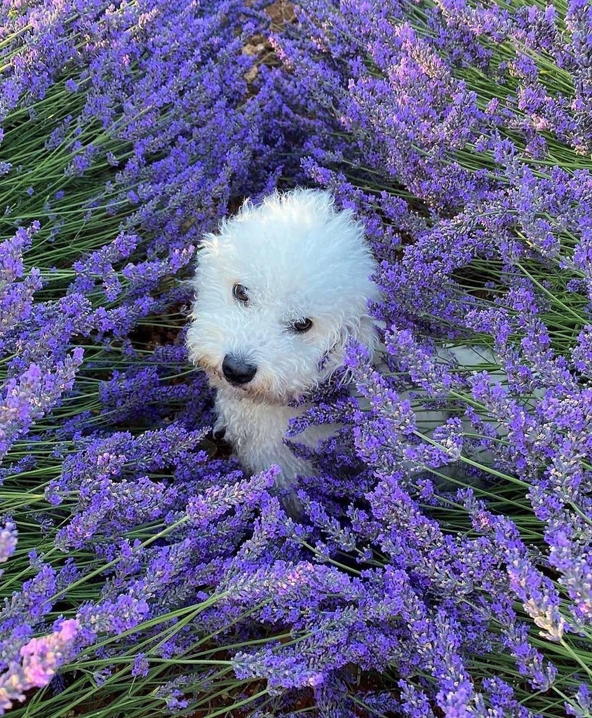 sacksprods's tweet photo. 📸: flordepassion
What's not to love with this furry friend in a lovely lavender field 💜
Photo: @fisunka
.
.
.
#sacksproductions #sacksprods #sharonsacks #travel #travelinspiration #traveltheworld #dametraveler #dametraveler #SacksFavorites https://t.co/X6skdj73Fb https://t.co/5wijGLZYNp