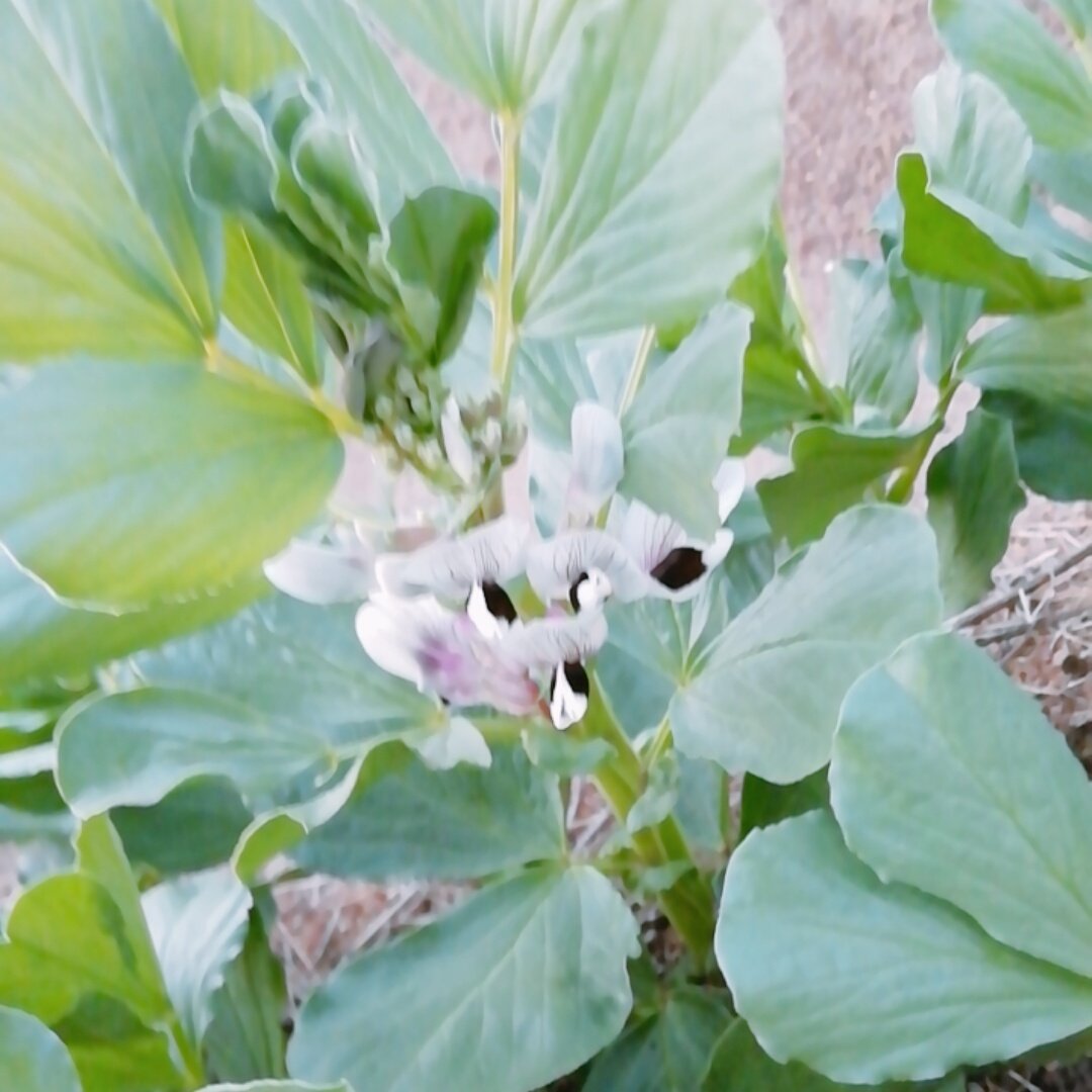 そら豆の花 Twitter Search Twitter