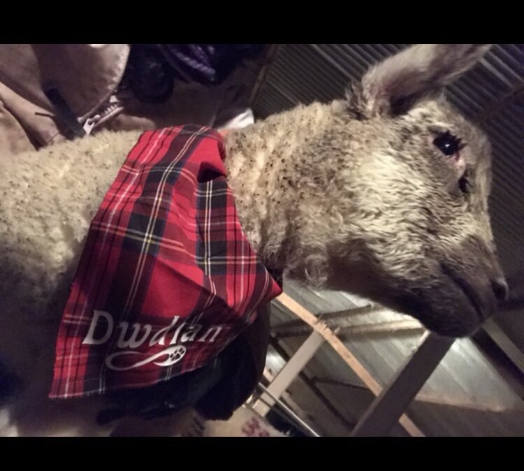 ceriancapital's tweet photo. Pwy sy’n hoffi scarff #Dwdlan ta? 🤣😉🙈🤪 #Ffermio #Defaid #Cymru https://t.co/HPgVTBU1Q1