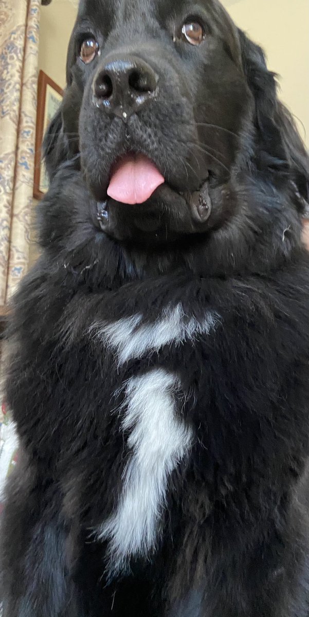 gusthenewfound1's tweet photo. I present you a rare look at my markings. At first I thought I was a superhero (hence the backward capes I wear) but now I believe I am a part of a secret digital revolution called igus. #lowercasei #dogsoftwitter https://t.co/nnGd0uCOSv