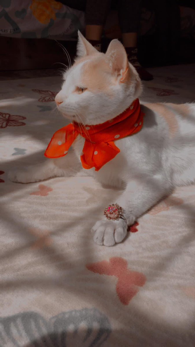 🧚🏼‍♀️😻