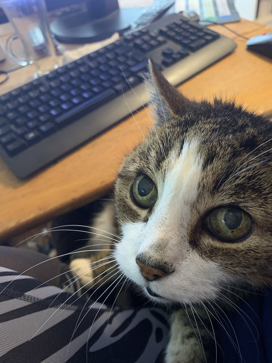 RiallyGoodGrub's tweet image. Why working at home is the way forward! 😻 

#cat #catcuddles