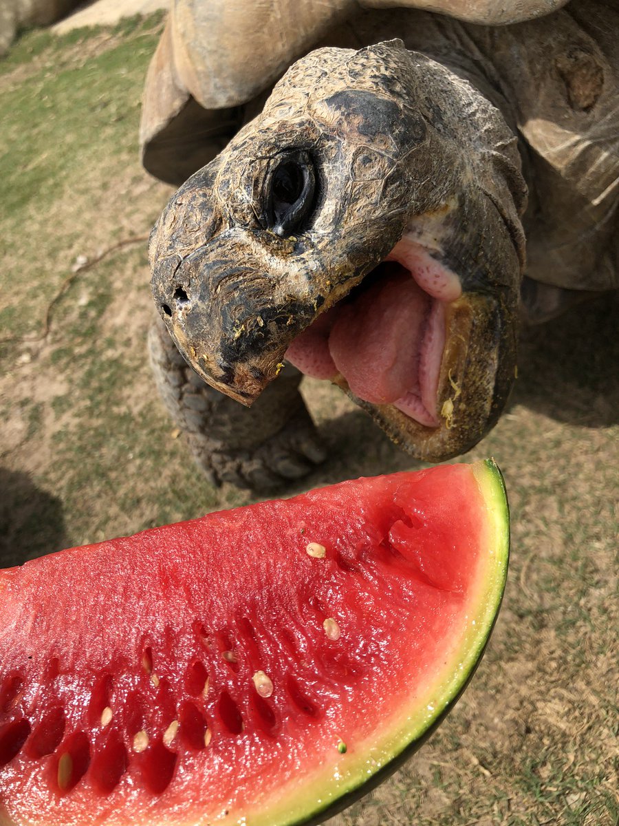 Can Tortoises Eat Watermelon