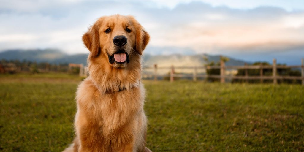 StellaW84222965's tweet image. @OfWalkerWays sends text. “Mom, meet arlo!”