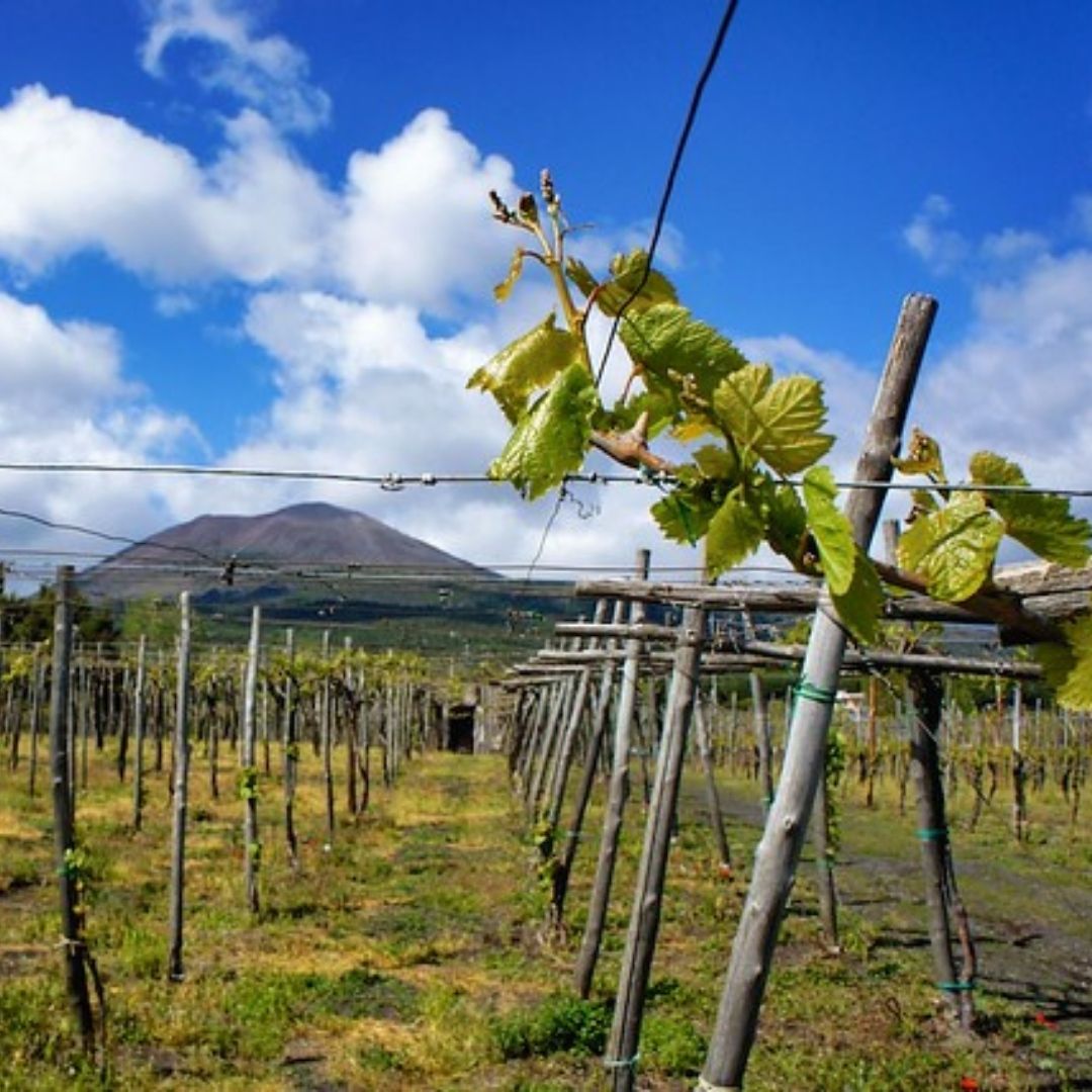 mailchi.mp/wardmanwines.c…

Wines for warmer weather. The Beer Geeks chat Amber Waves, not Green Ones. Explore the craft distillers and independent producers of Ireland. We join The Whiskey Library in special purchase of a Single Barrel of Old Forester. 

#dc #bourbon #wine #spring