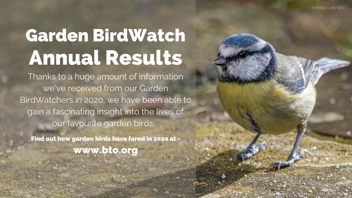 We are announcing our 2020 Garden BirdWatch annual results tomorrow! Which species do you think will have increased and declined in the GBW rankings since 2019? We would love to hear what you think! Did you notice any changes in your gardens? #GardenBirdWatch