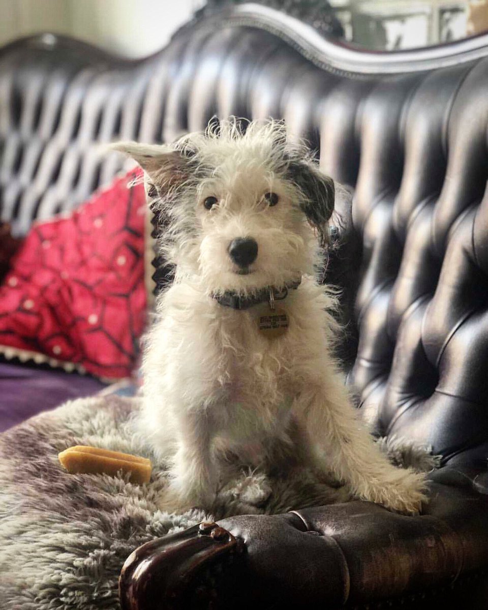 I used to be a gigantic, rangy beast, built for speed + destruction. Then one day I crept inside a washing machine with my stupendously elegant limbs in pursuit of a small morsel of beef I had identified on a American Apparel tee. It was a boil wash + here we are. Bez, 9 months.