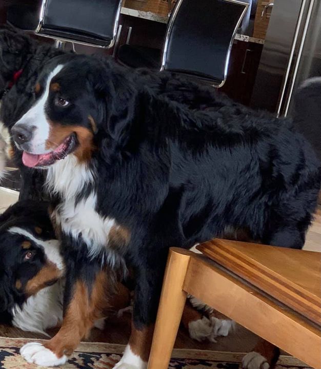 LOST tri-colour male Bernese Mountain dog on Mar 9. Sightings #EdworthyPark #Sunalta #Shaganapi Golf Course.  Call 604-809-1701 or 902-680-6612 or 403-669-9444 ASAP if seen. SCARED &amp; RUNS IF APPROACHED.  DO NOT CHASE Pls rt, share, watch, help find Lanny.