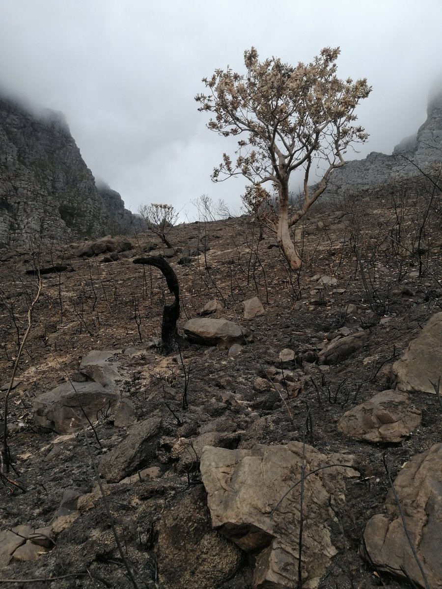 Martina Treurnicht (@fynbosser) on Twitter photo Tuesday post-fire fynbos scenes 1/2: Jonkershoek fire Feb2021. Some signs of resilience, persistence + recovery 🌿🤞💚🌈 Fresh study sites arriving soon! <a href="/JasperSlingsby/">Jasper</a> <a href="/RK_ct/">Rupert Koopman</a> <a href="/Saeonews/">SAEON</a> <a href="/CapeNature1/">CapeNature</a> @ecol_ho <a href="/skelrob/">skelrob@gmail.com</a> <a href="/Rob_SalGo/">Rob Salguero-Gómez</a> Tuesday post-fire fynbos scenes 1/2: Jonkershoek fire Feb2021. Some signs of resilience, persistence + recovery 🌿🤞💚🌈 Fresh study sites arriving soon! <a href="/JasperSlingsby/">Jasper</a> <a href="/RK_ct/">Rupert Koopman</a> <a href="/Saeonews/">SAEON</a> <a href="/CapeNature1/">CapeNature</a> @ecol_ho <a href="/skelrob/">skelrob@gmail.com</a> <a href="/Rob_SalGo/">Rob Salguero-Gómez</a>