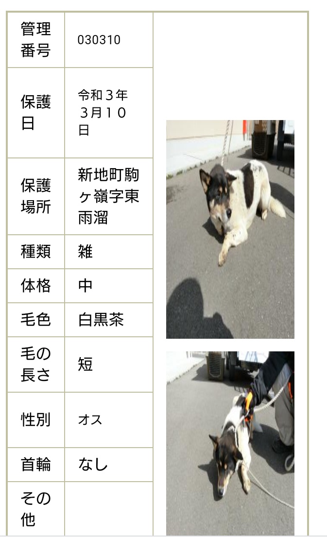 白黒の犬 Twitter Search Twitter 白黒の犬 Twitter Search Twitter