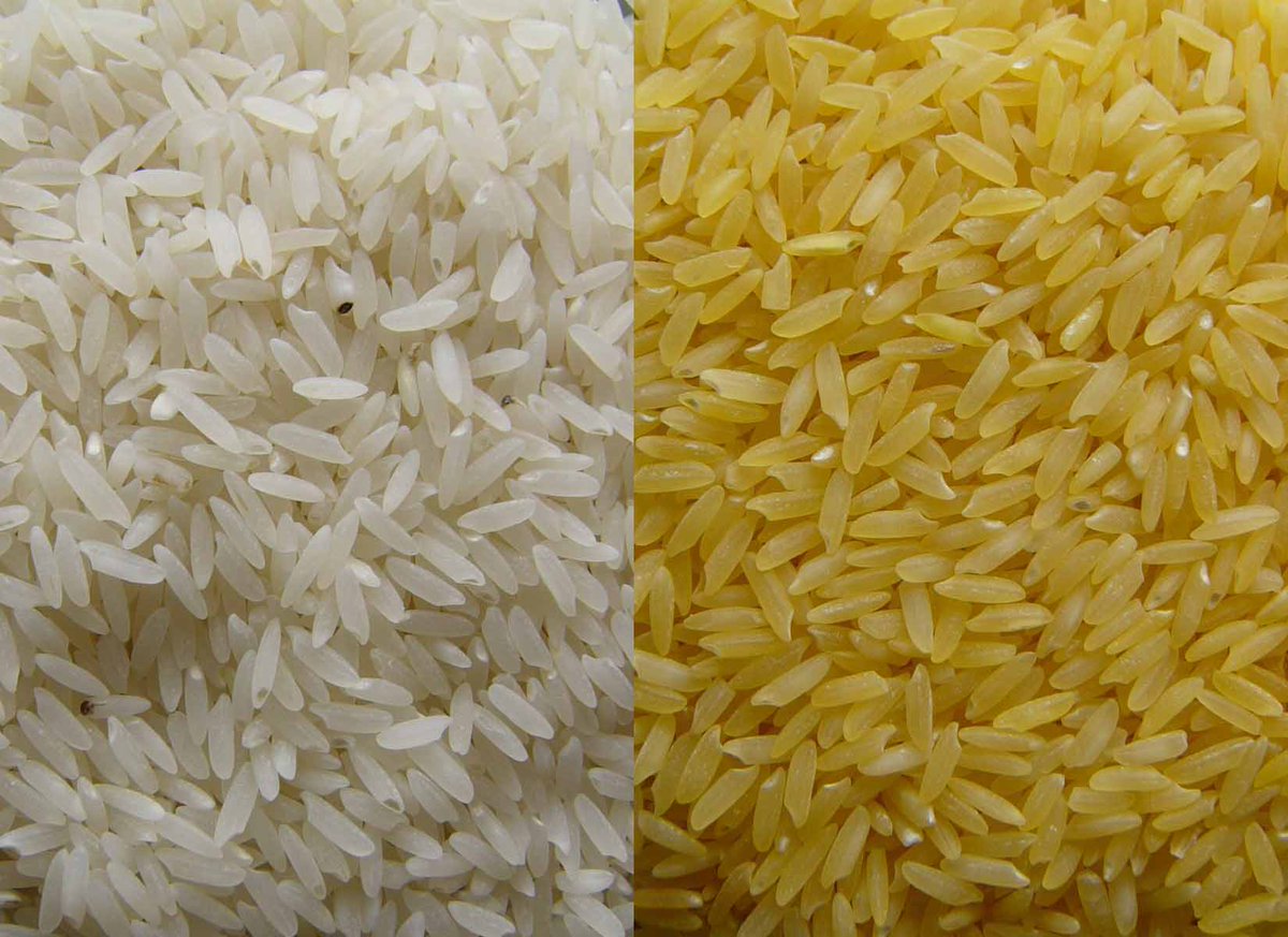 Golden Rice, the GM Supercrop Aiming to Tackle Child #Blindness
Scientists Potrykus and Beyer developed the genetically modified crop in 1999. Now, after more than 20 years of debate, it’s been approved for use in the #Philippines 

globalshakers.com/golden-rice-th…
#NationalNutritionMonth