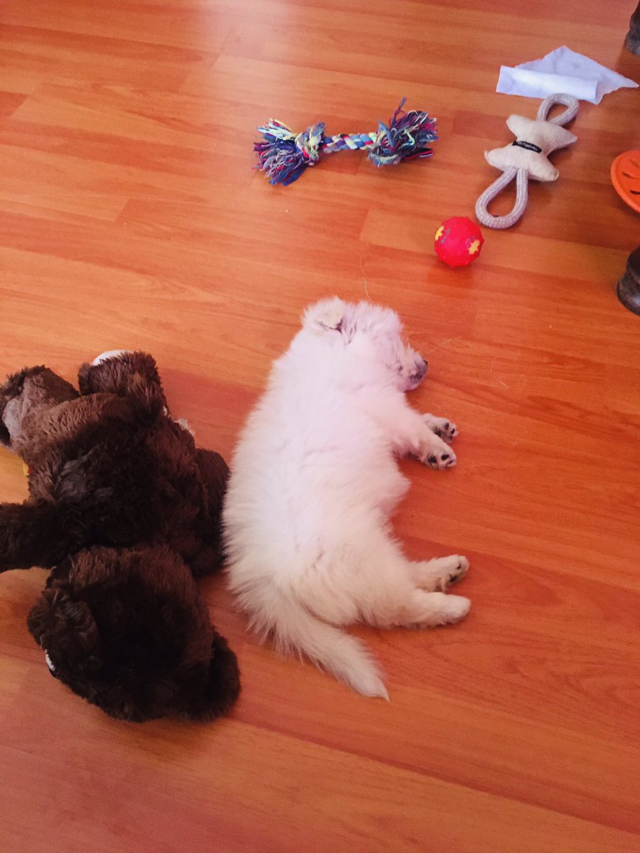 paulineambasa's tweet photo. How you sleep when you don’t pay rent☝️😂🤣🙈
#petmom
#Naila 
#joysofworkingfromhome
@adegraftaikins @Shapyah @ScottProfessor @JNyakinya @AsenaSally https://t.co/K1aQA7cRTQ