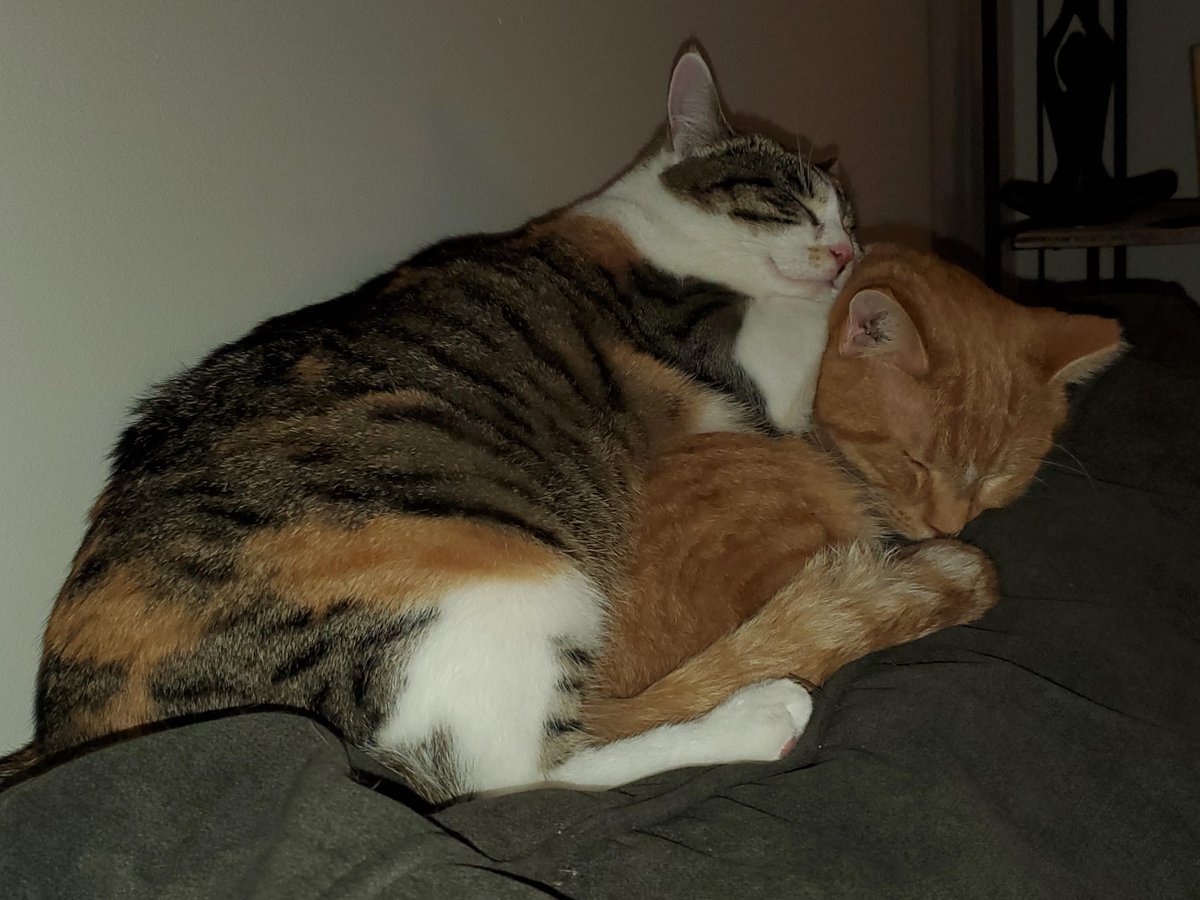 Do U Love Cat Doulovecat Twitter
