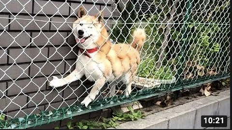 funnydogs20's tweet photo. Not the brightest of dogs these ones 😂 #funnydogs #DogsBehavingVeryBadly #dogsofinstagram #DogsofTwittter #dogsfunny #cutedogs #DogLover #funnypets 
https://t.co/DqFidxd7kR https://t.co/SqrSHw2jVe