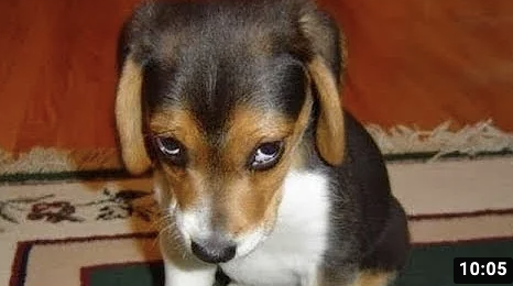 funnydogs20's tweet photo. What have these dogs been upto? #funnydogs #DogsBehavingVeryBadly #dogsofinstagram #DogsofTwittter #dogsfunny #cutedogs #DogLover #funnypets
https://t.co/Vo4uiiJdKh https://t.co/kyAJsK877T